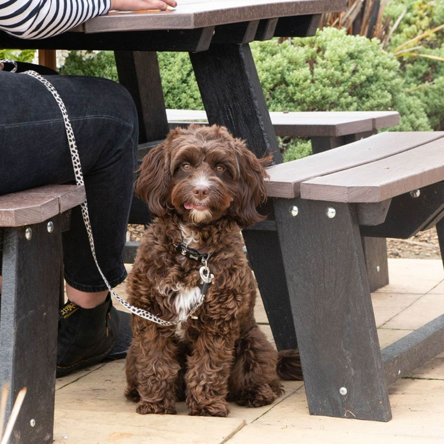 Your local dog friendly pub in Hampshire